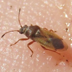 Cymus melanocephalus